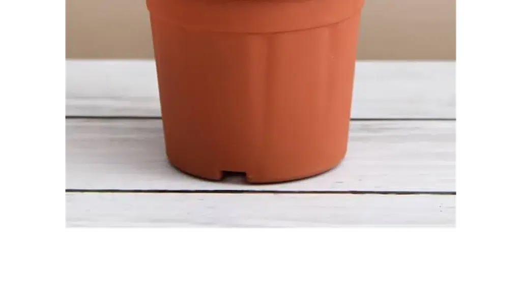 Bazodo
