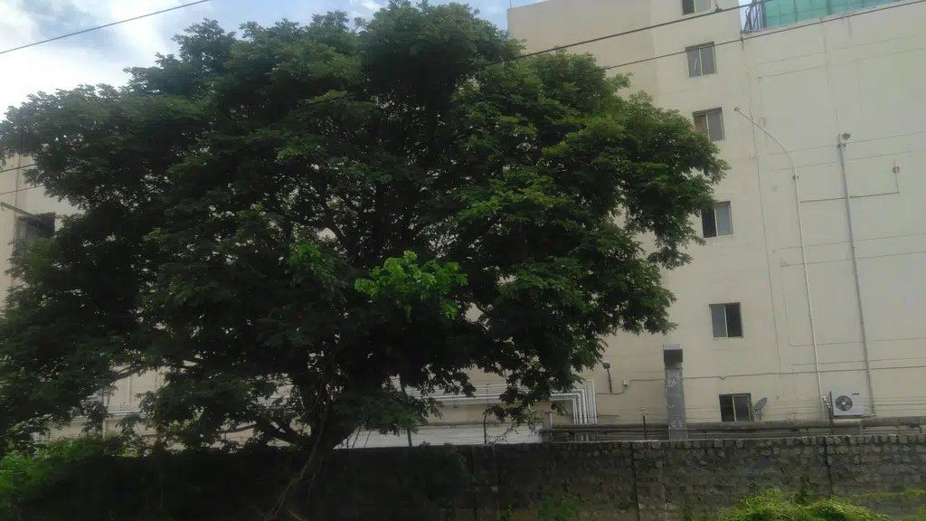 JACK & JONES - Thiruvenkatasamy Road