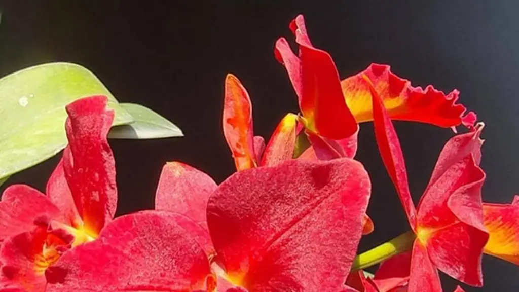 Thodupuzha Orchid Garden