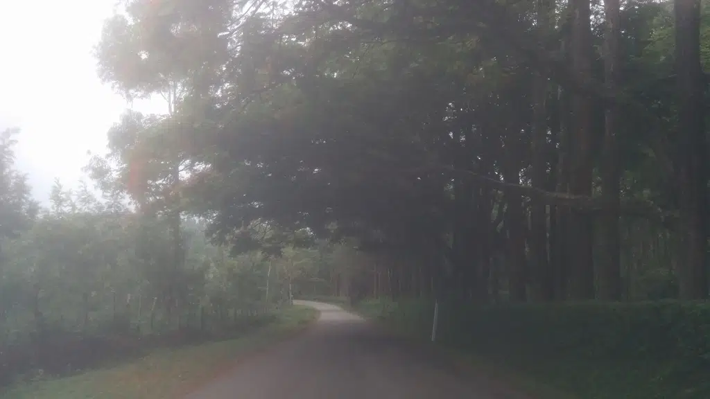 Thippanahalli Estate Tea Garden