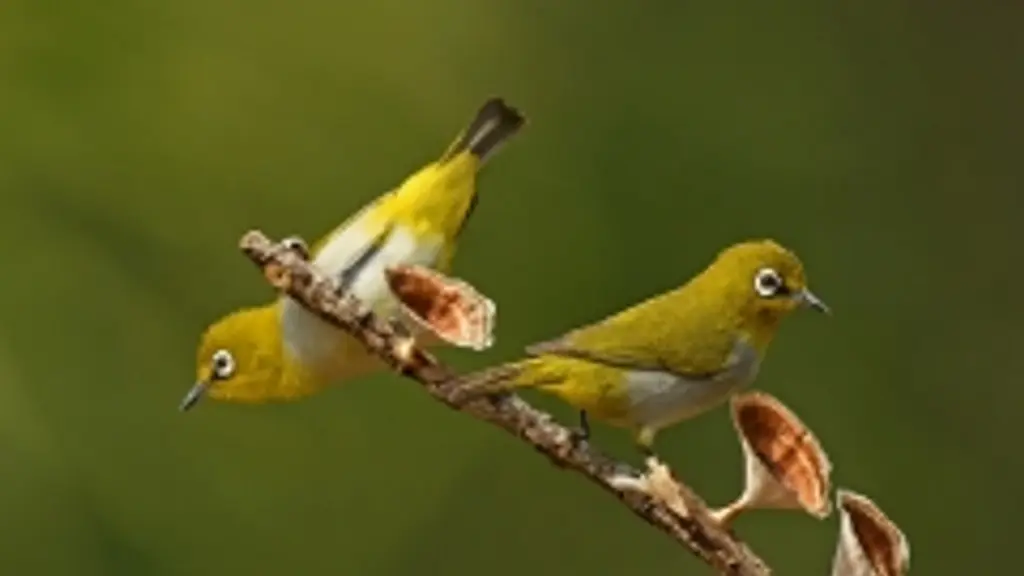 Coorg Wildlife Society