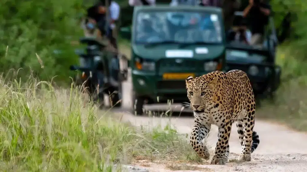 Jawai The Leopards Hill