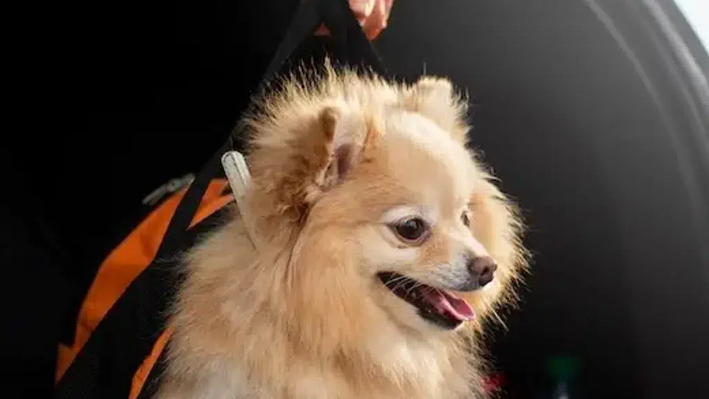 Anurags FURRY TAXI