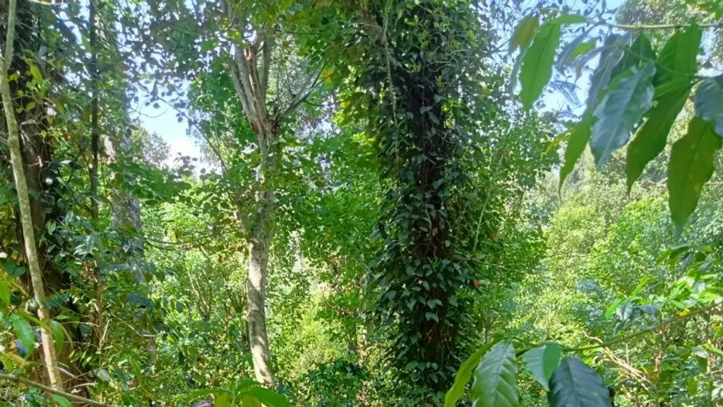 The Bala's Resort