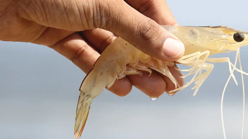 Central Institute of Brackishwater Aquaculture