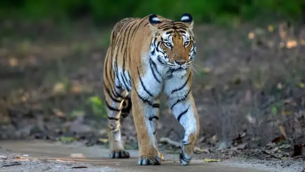 Nature Safari India