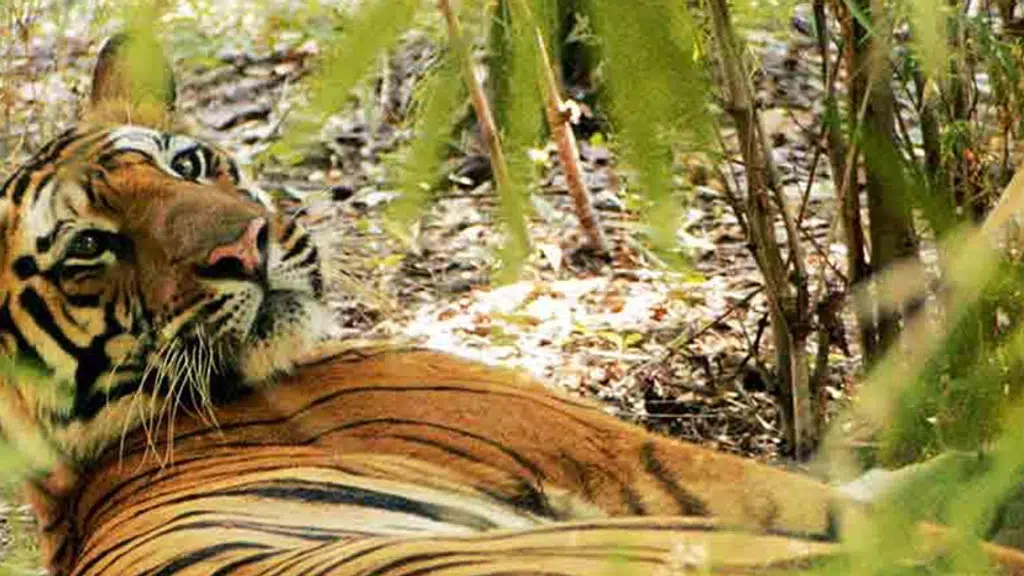 Pench National Park