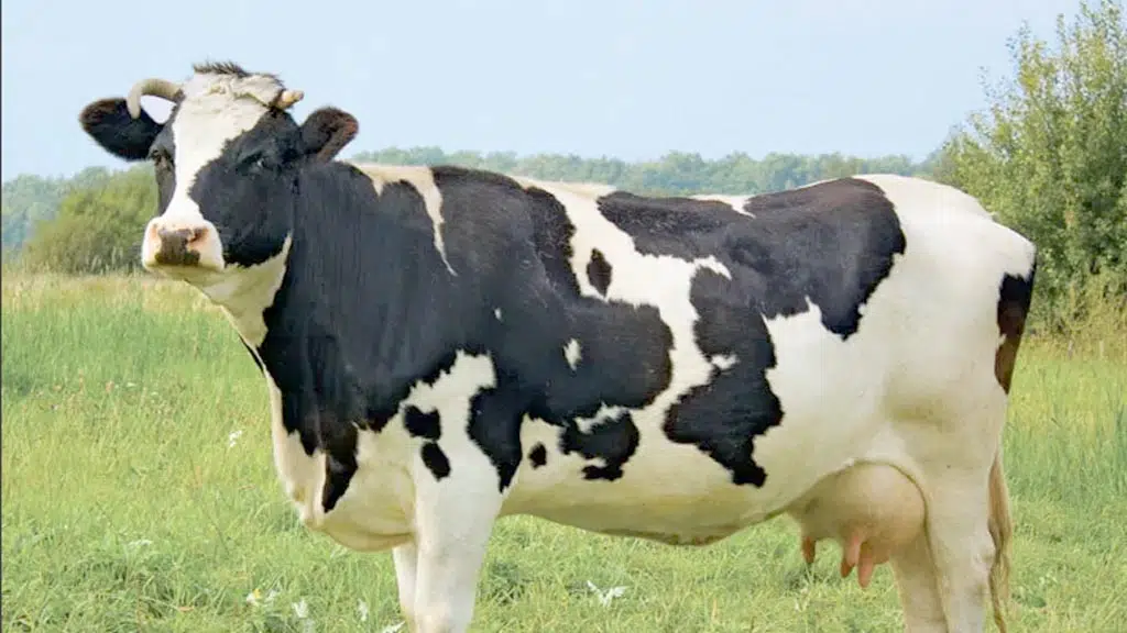 Well Being Dairy and Organic Farm