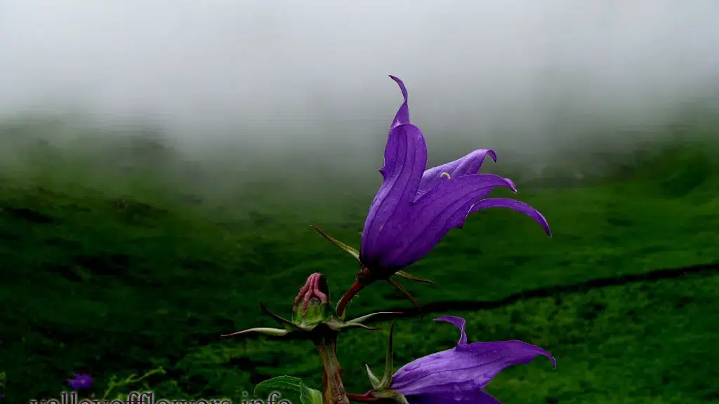 Valley of Flowers National Park