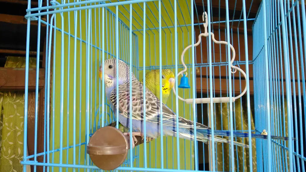 Aqua Green Pet's Rajura