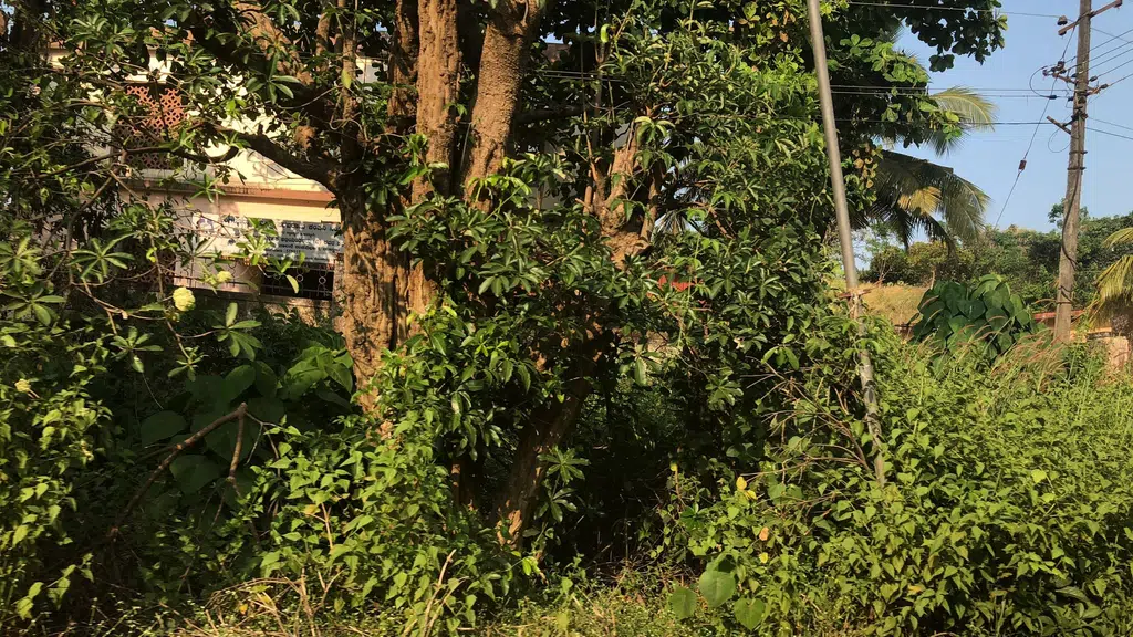 Koragajjana Katte, Chembugudde