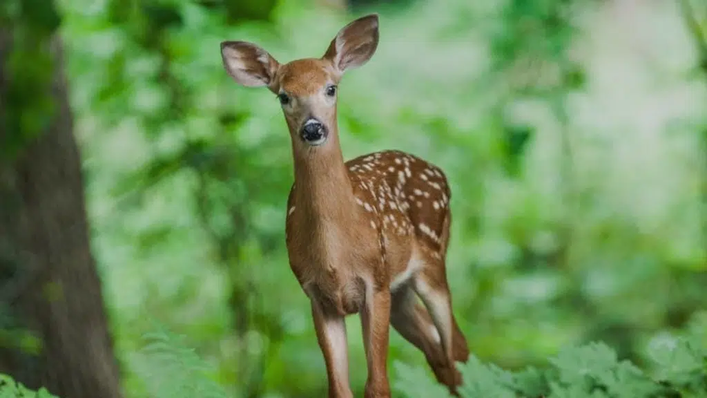 Agamani Travels Sundarban