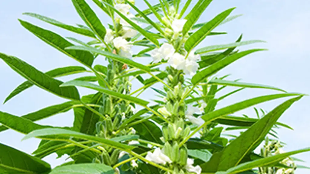 Pramukh Agro