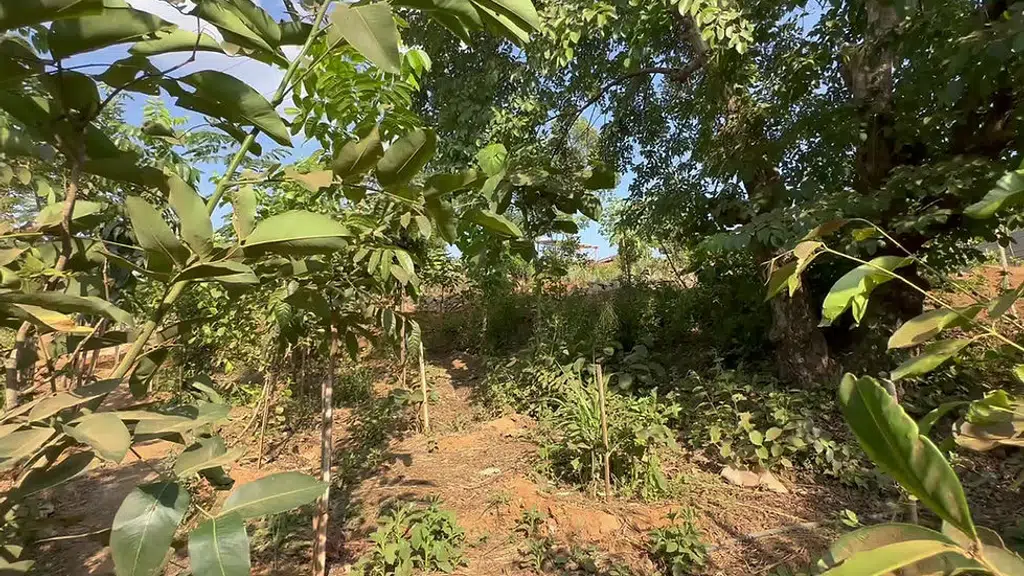 tribe permaculture