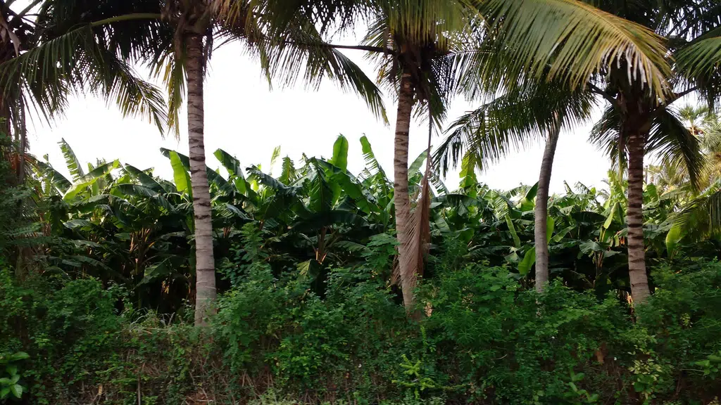 Palathu Karupannaswamy Temple