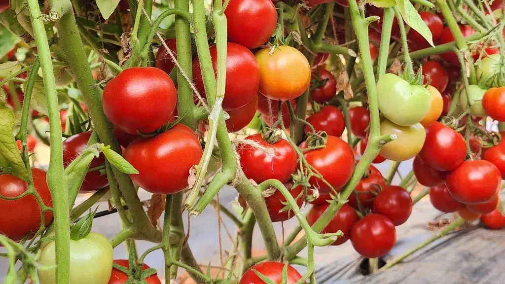 Tropica Seeds Private Limited