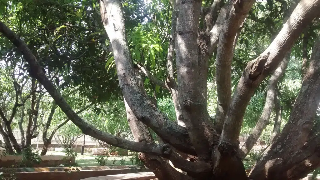 Sadhanakeri Lake & Garden || Dharwad