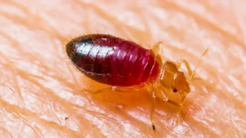 Sonawane Pest Control
