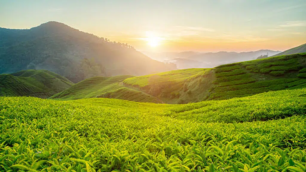 Dhelakhat Tea Company Ltd.