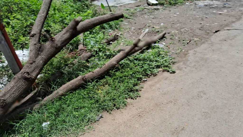Gaurav Beer Shopee
