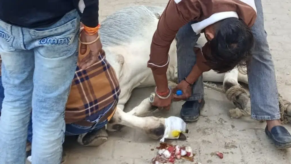 Gau Mata Seva Sanstha