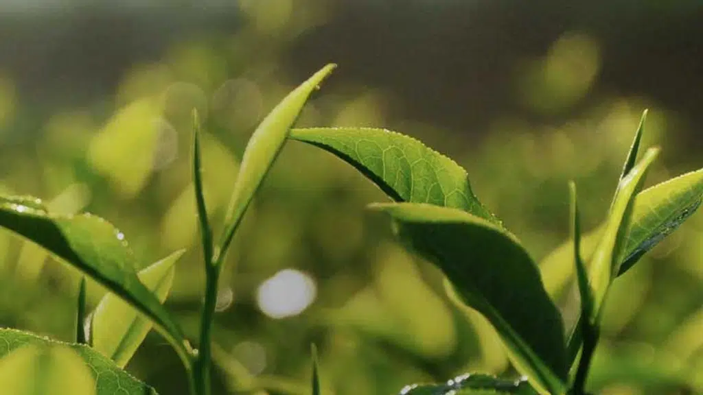 Mahakali Tea Estate