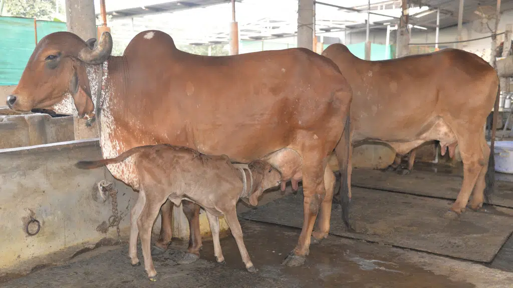 Modi Dairy Farm