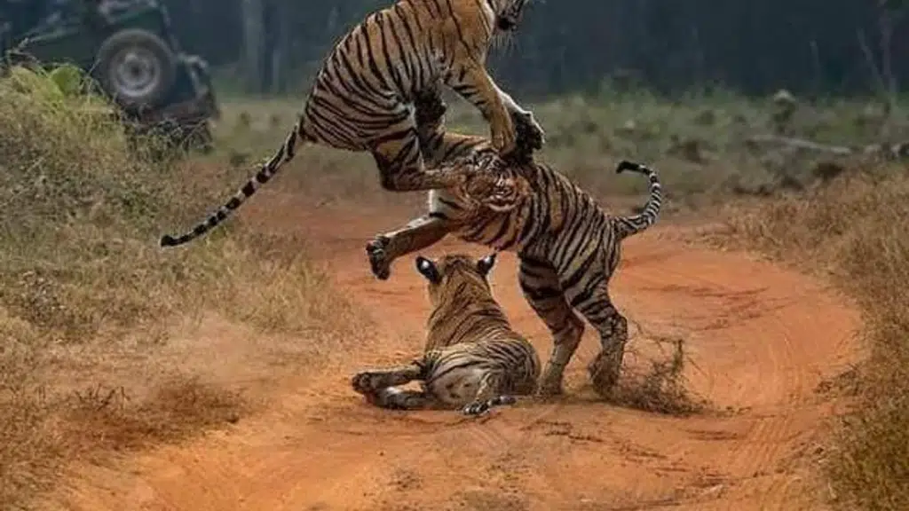 Bandhavgarh Holidays
