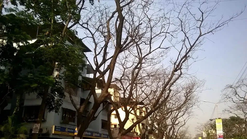 D V Bhagat & Sons