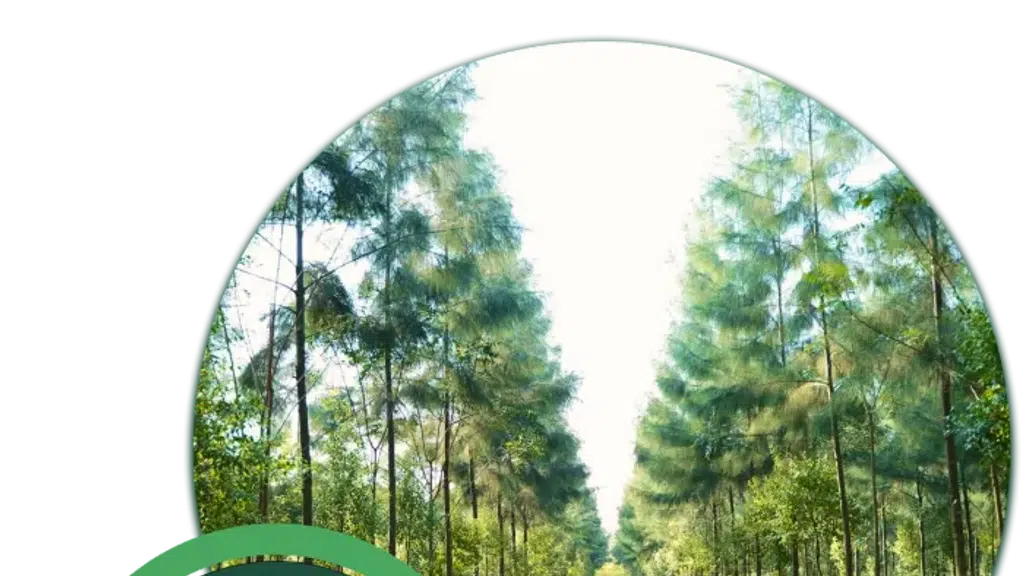 SM Golden Trees Agro LLP