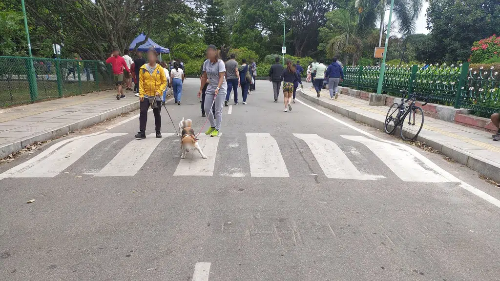 The Weekend Dog Park