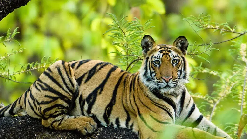 Jungle Chalo