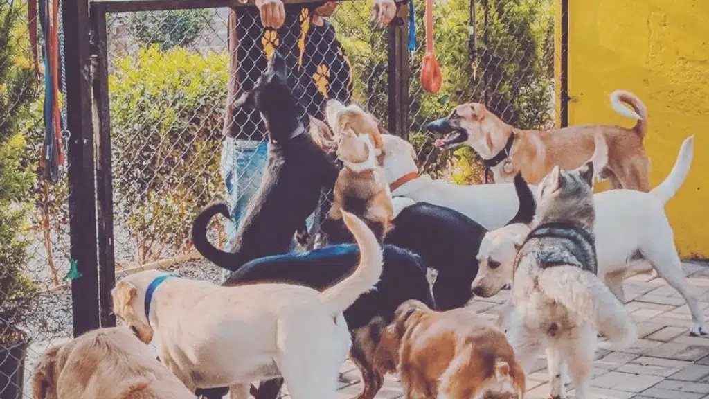 Tails of The City