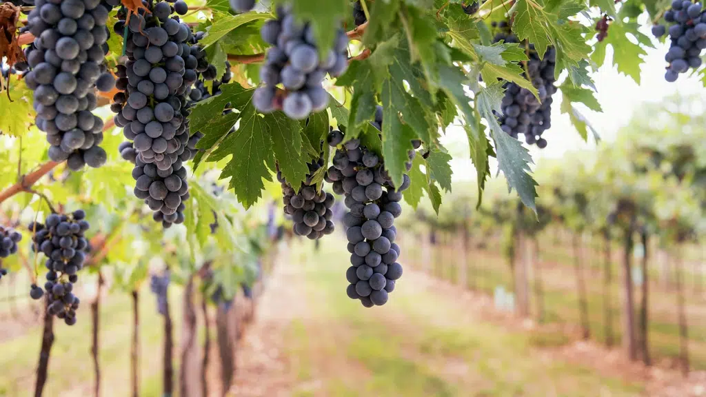 Rico Wine Park & Vineyards