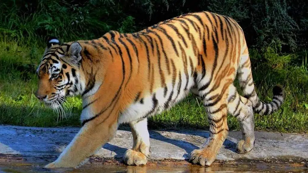 Jim Corbett, Uttrakhand