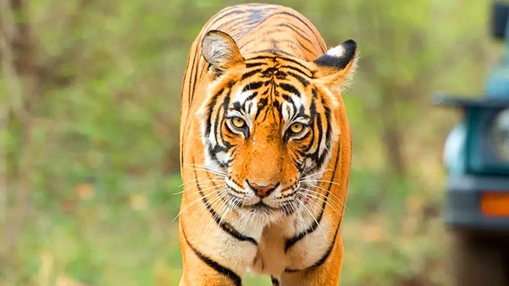 Sariska Tiger Reserve