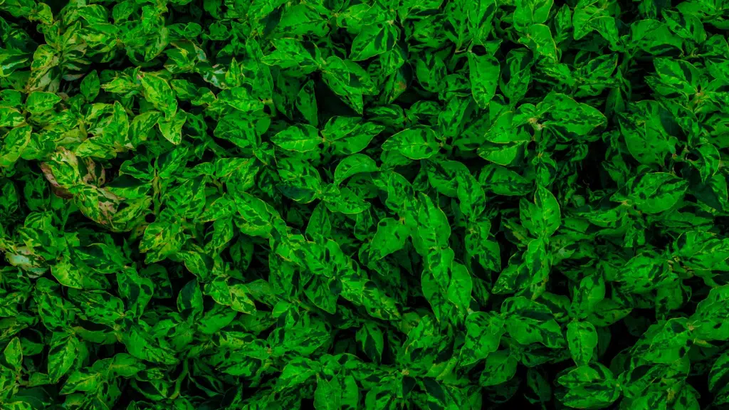 Amulya Farms and Nursery
