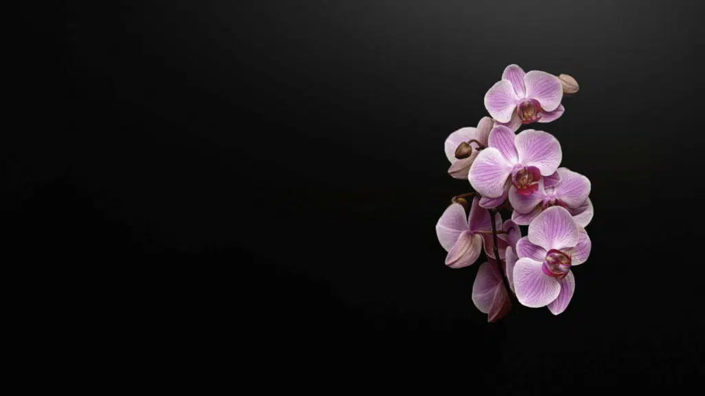 Himalayan Florica