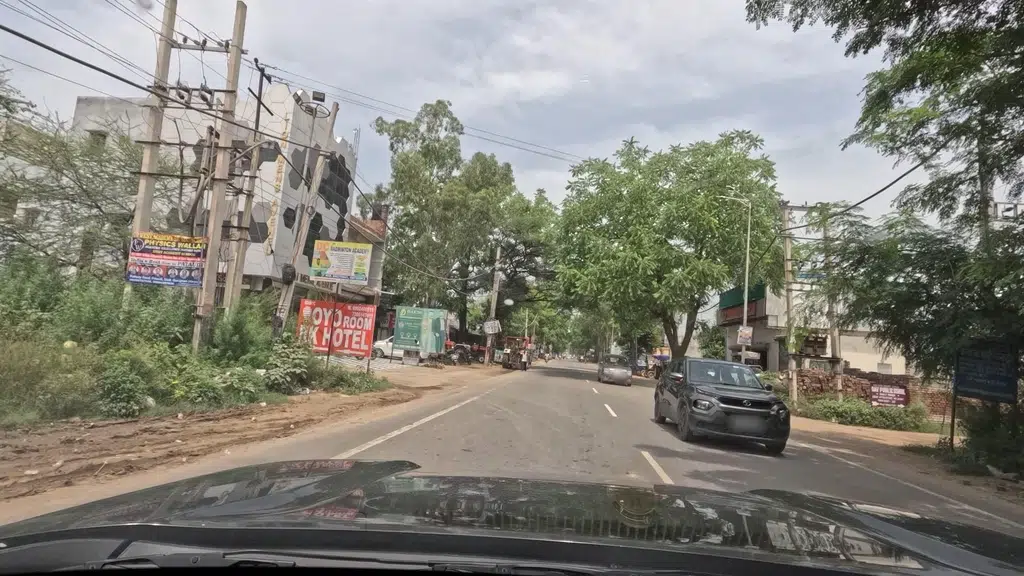Lion Mens Avenue