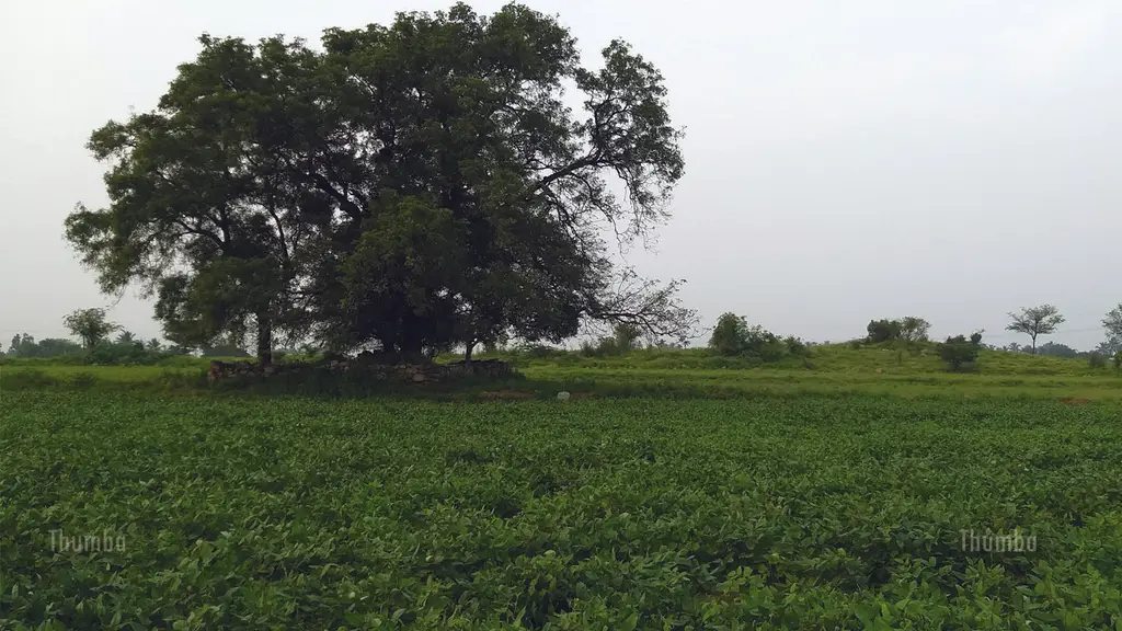 Thumba Agro Technologies