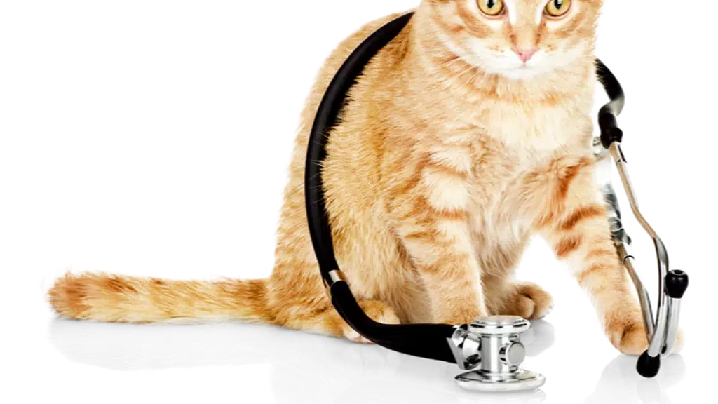 24×7 Ayu pet clinic