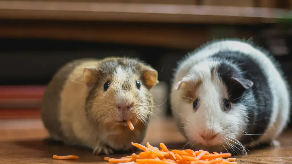 The PET Shoppe Siliguri