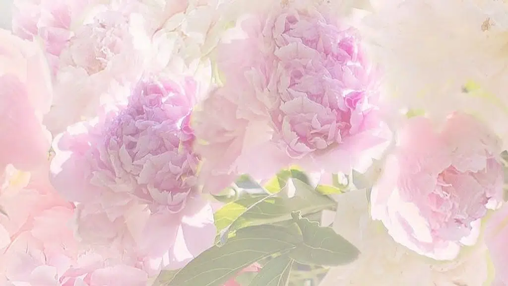 Shamun's Flowers