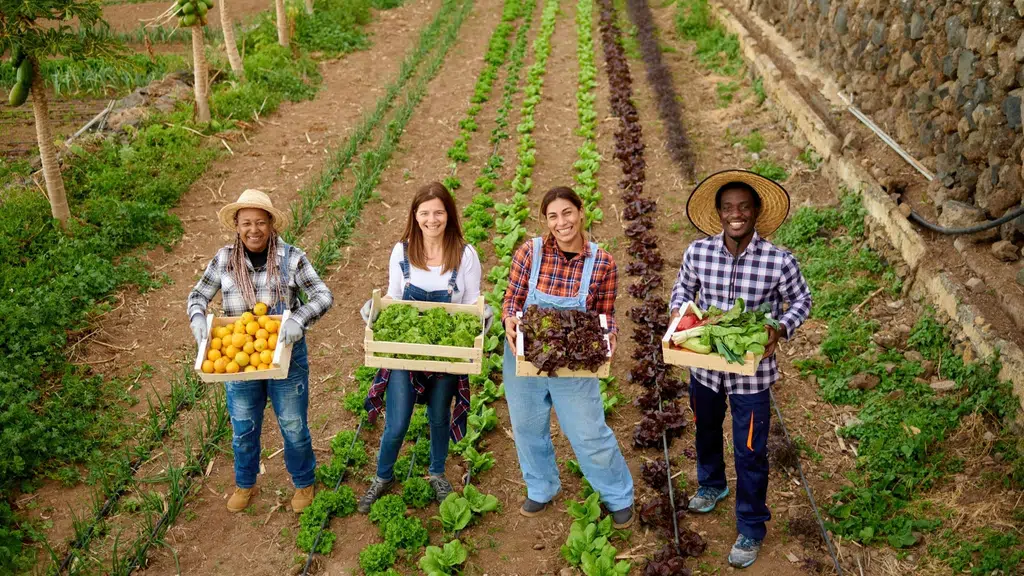DJ Agro Foods India