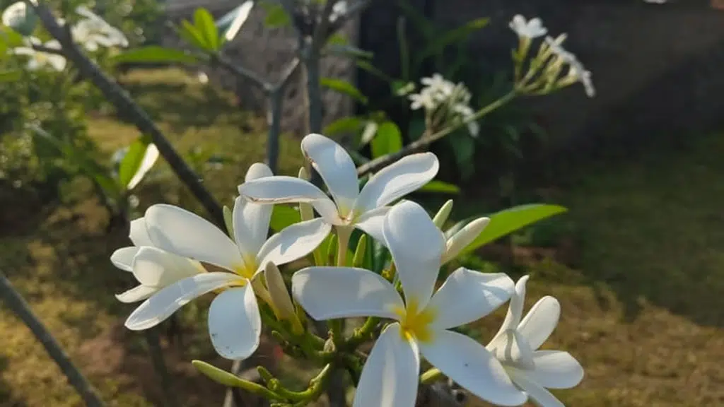 Aavasa Chinnar