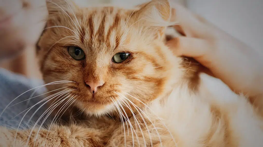 Top Vets Veterinary Speciality Clinic