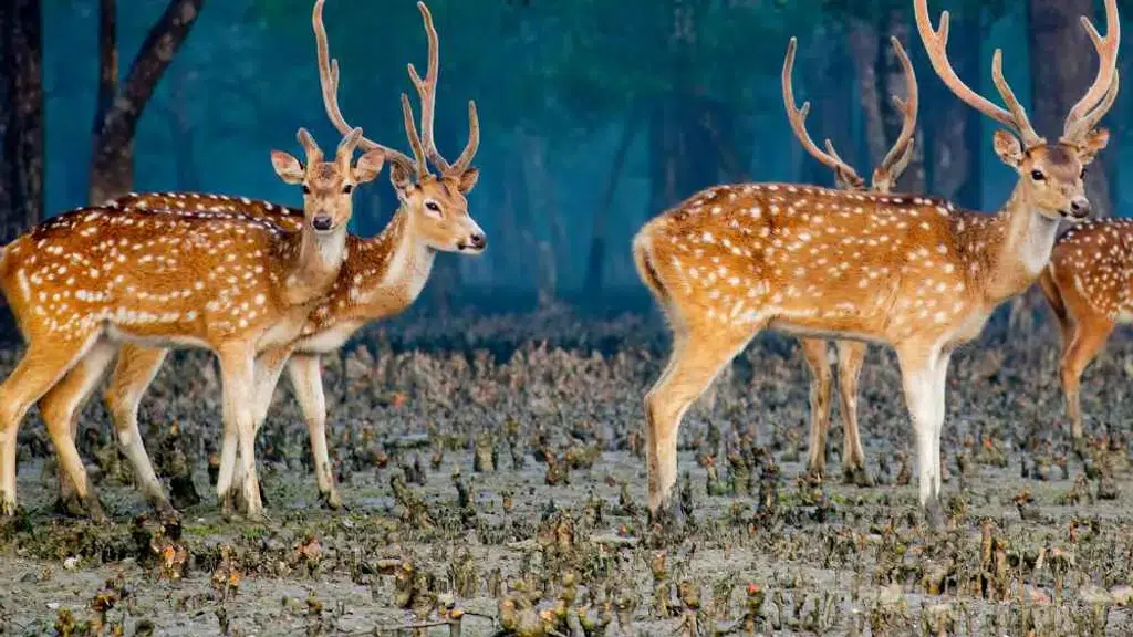 Sundarban Tour Resort