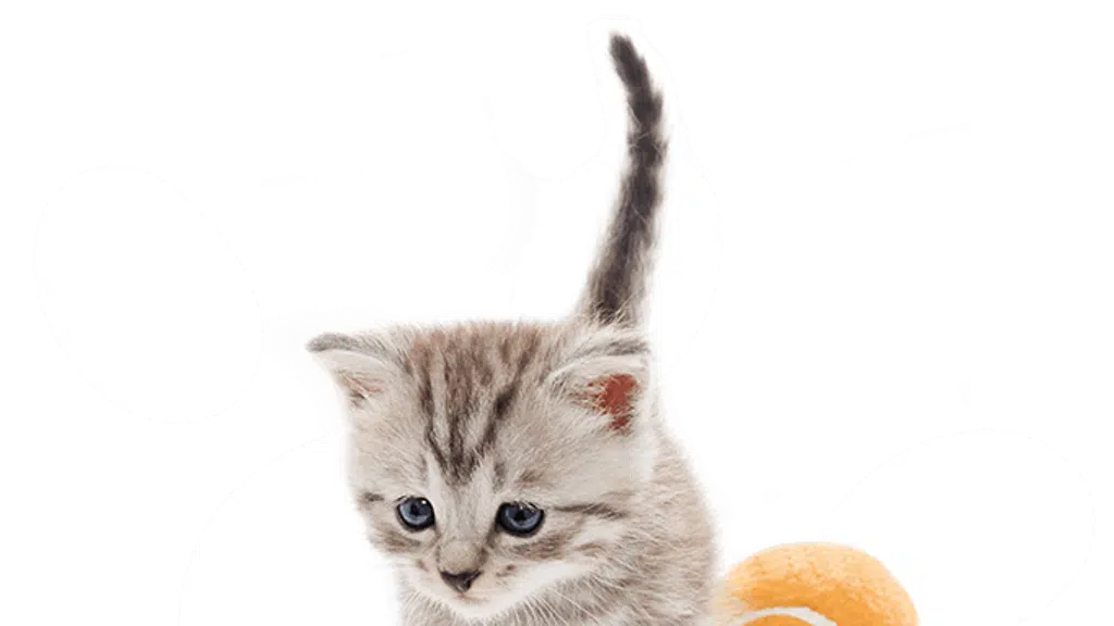 City Pet Hospital