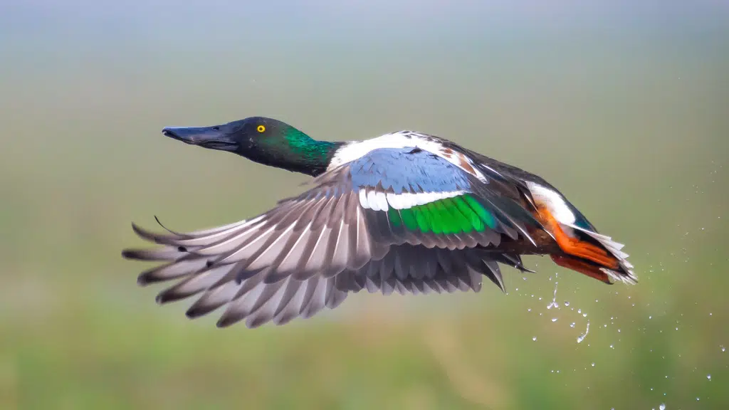 PCCF Wildlife & CWLW, Odisha