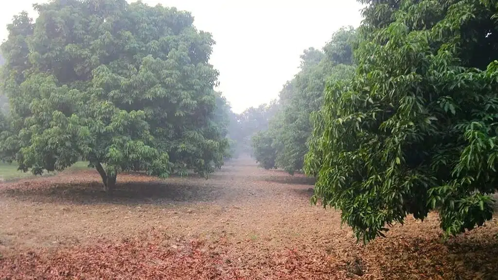 ASD Orchards
